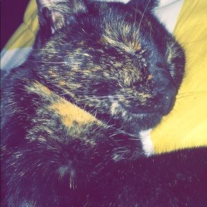 Meet your Posher, Iris